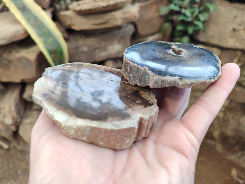 Polished Petrified Wood Slices x 6 From Gokwe, Zimbabwe - Toprock Gemstones and Minerals 