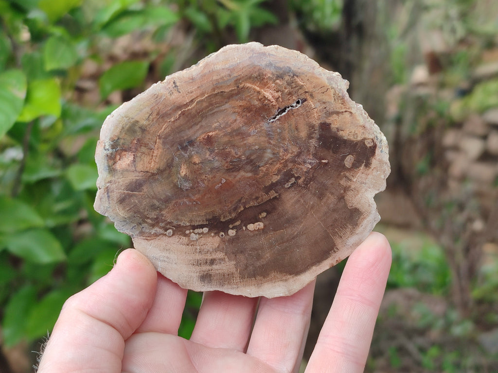 Polished Petrified Wood Slices x 6 From Gokwe, Zimbabwe - Toprock Gemstones and Minerals 