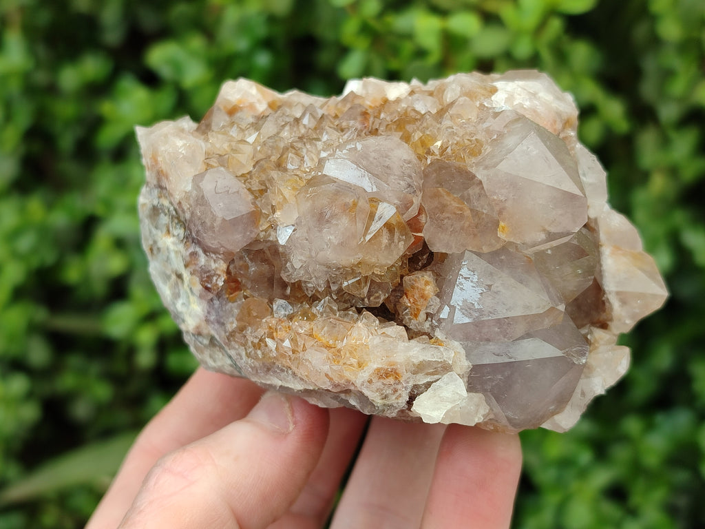 Natural Smokey and Ametrine Spirit Quartz Clusters x 6 From Boekenhouthoek, South Africa - Toprock Gemstones and Minerals 