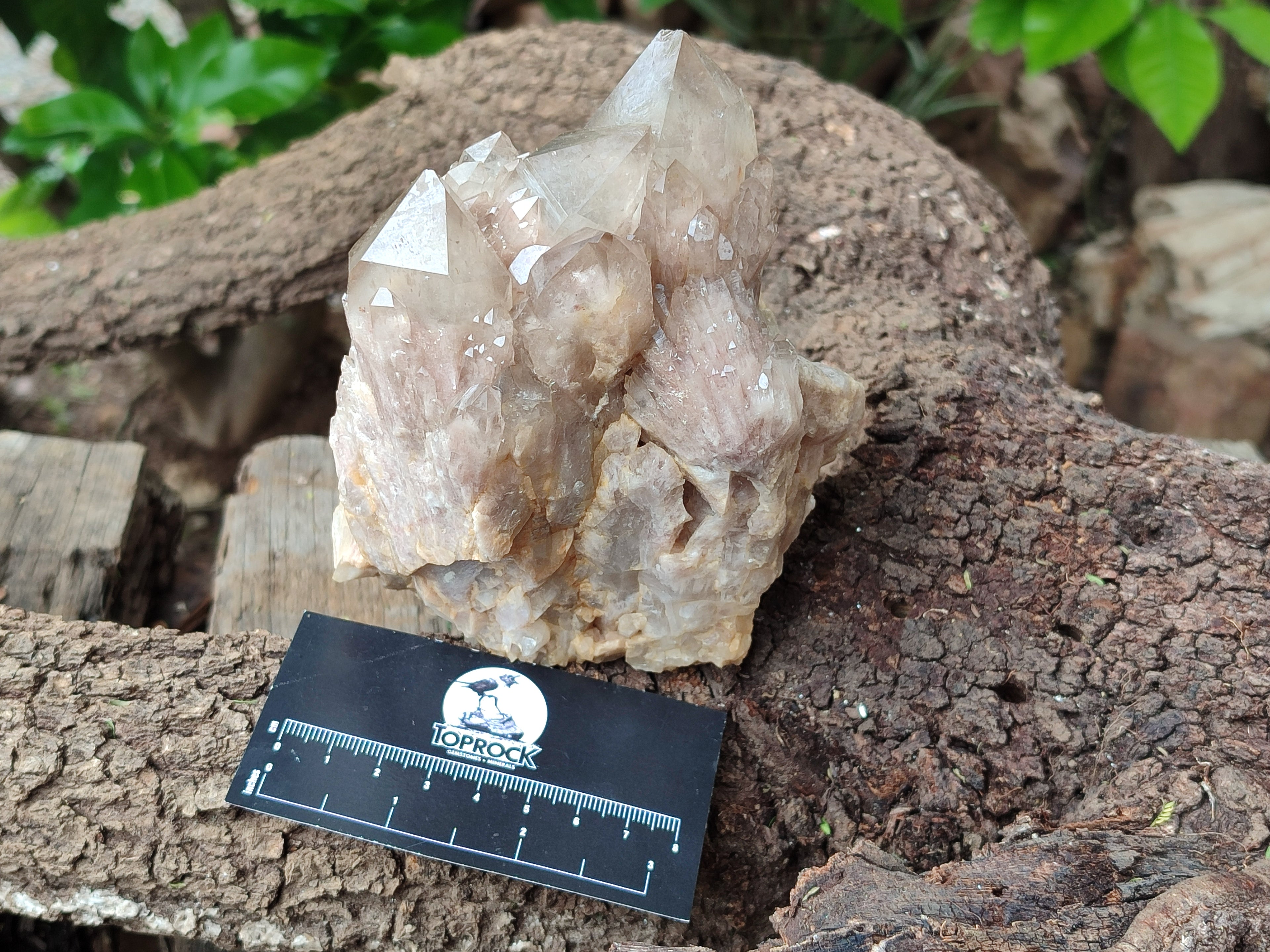 Natural Smokey Phantom Quartz Clusters x 2 From Luena, Congo - Toprock Gemstones and Minerals 