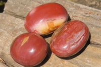 Polished Podocarpus Petrified Wood Palm Stones x 12 From Mahajanga, Madagascar - Toprock Gemstones and Minerals 