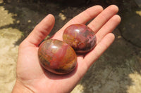 Polished Podocarpus Petrified Wood Palm Stones x 12 From Mahajanga, Madagascar - Toprock Gemstones and Minerals 