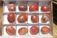 Polished Podocarpus Petrified Wood Palm Stones x 12 From Mahajanga, Madagascar - Toprock Gemstones and Minerals 