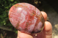 Polished Podocarpus Petrified Wood Palm Stones x 12 From Mahajanga, Madagascar - Toprock Gemstones and Minerals 