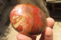 Polished Podocarpus Petrified Wood Palm Stones x 12 From Mahajanga, Madagascar - Toprock Gemstones and Minerals 