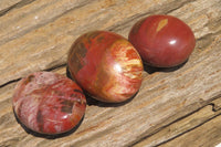 Polished Podocarpus Petrified Wood Palm Stones x 12 From Mahajanga, Madagascar - Toprock Gemstones and Minerals 