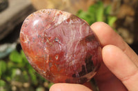 Polished Podocarpus Petrified Wood Palm Stones x 12 From Mahajanga, Madagascar - Toprock Gemstones and Minerals 
