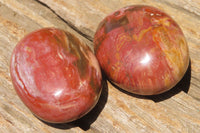 Polished Podocarpus Petrified Wood Palm Stones x 12 From Mahajanga, Madagascar - Toprock Gemstones and Minerals 