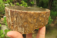 Polished Petrified Wood Branch Pieces x 2 From Gokwe, Zimbabwe - Toprock Gemstones and Minerals 