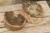 Polished Petrified Wood Branch Pieces x 2 From Gokwe, Zimbabwe - Toprock Gemstones and Minerals 