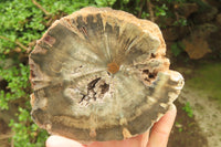 Polished Petrified Wood Branch Pieces x 2 From Gokwe, Zimbabwe - Toprock Gemstones and Minerals 