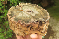 Polished Petrified Wood Branch Pieces x 2 From Gokwe, Zimbabwe - Toprock Gemstones and Minerals 