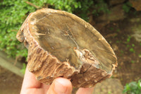 Polished Petrified Wood Branch Pieces x 2 From Gokwe, Zimbabwe - Toprock Gemstones and Minerals 