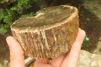 Polished Petrified Wood Branch Pieces x 2 From Gokwe, Zimbabwe - Toprock Gemstones and Minerals 