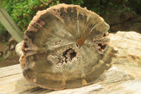 Polished Petrified Wood Branch Pieces x 2 From Gokwe, Zimbabwe - Toprock Gemstones and Minerals 