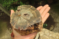 Polished Petrified Wood Branch Pieces x 2 From Gokwe, Zimbabwe - Toprock Gemstones and Minerals 