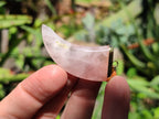 Polished Rose Quartz Lions Claw Pendant with Gold Cap & Bail - Sold Per Item - From Madagascar - Toprock Gemstones and Minerals 