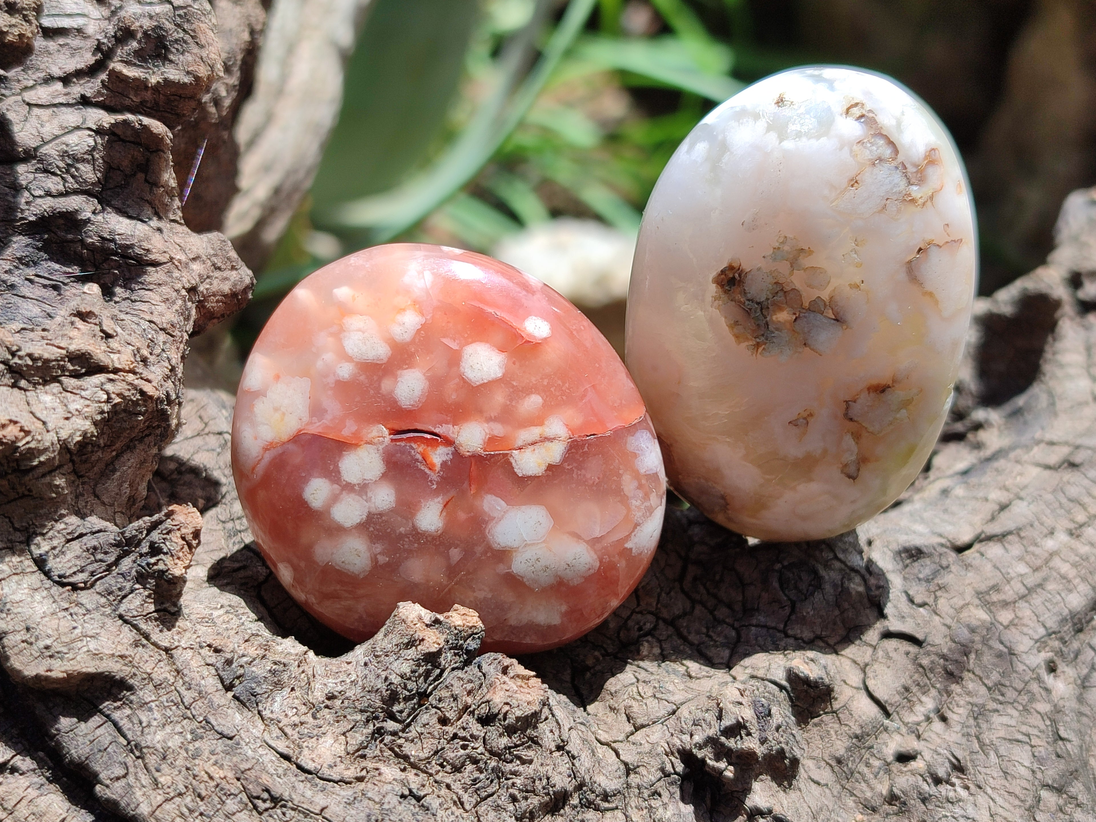Polished Flower Agate Palm Stones x 20 From Madagascar - Toprock Gemstones and Minerals 