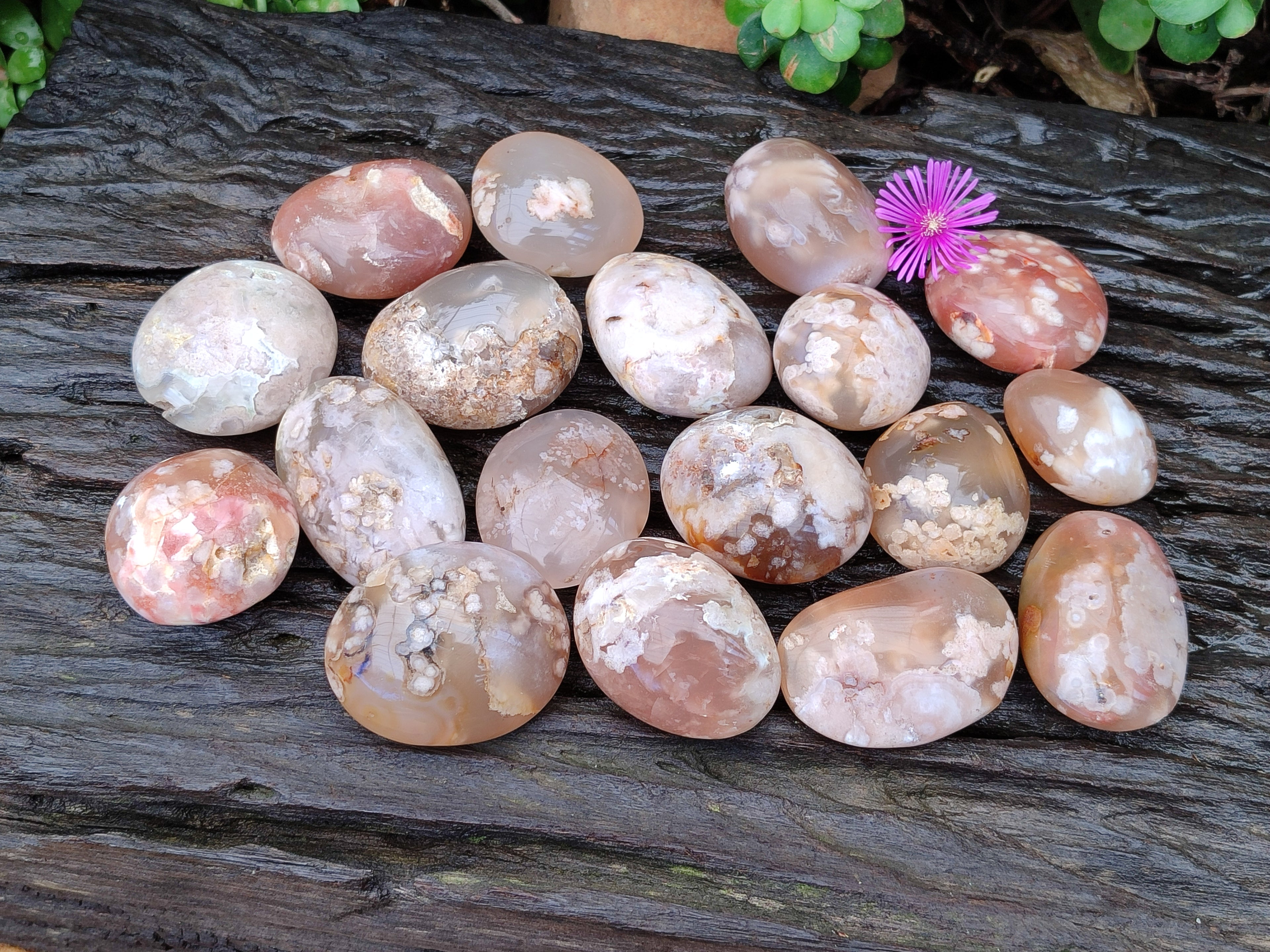 Polished Flower Agate Palm Stones x 20 From Madagascar - Toprock Gemstones and Minerals 