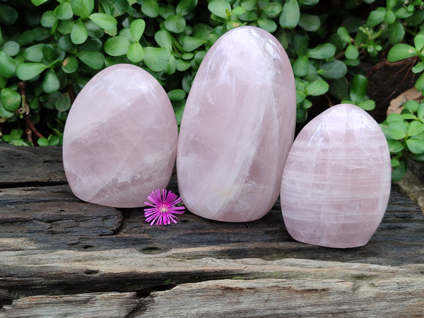 Polished Rose Quartz Standing Free Forms x 3 From Madagascar - Toprock Gemstones and Minerals 