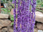Polished A Grade Gem Amethyst Tumble Chip Beaded Necklace - Sold per Item- From Zambia - Toprock Gemstones and Minerals 