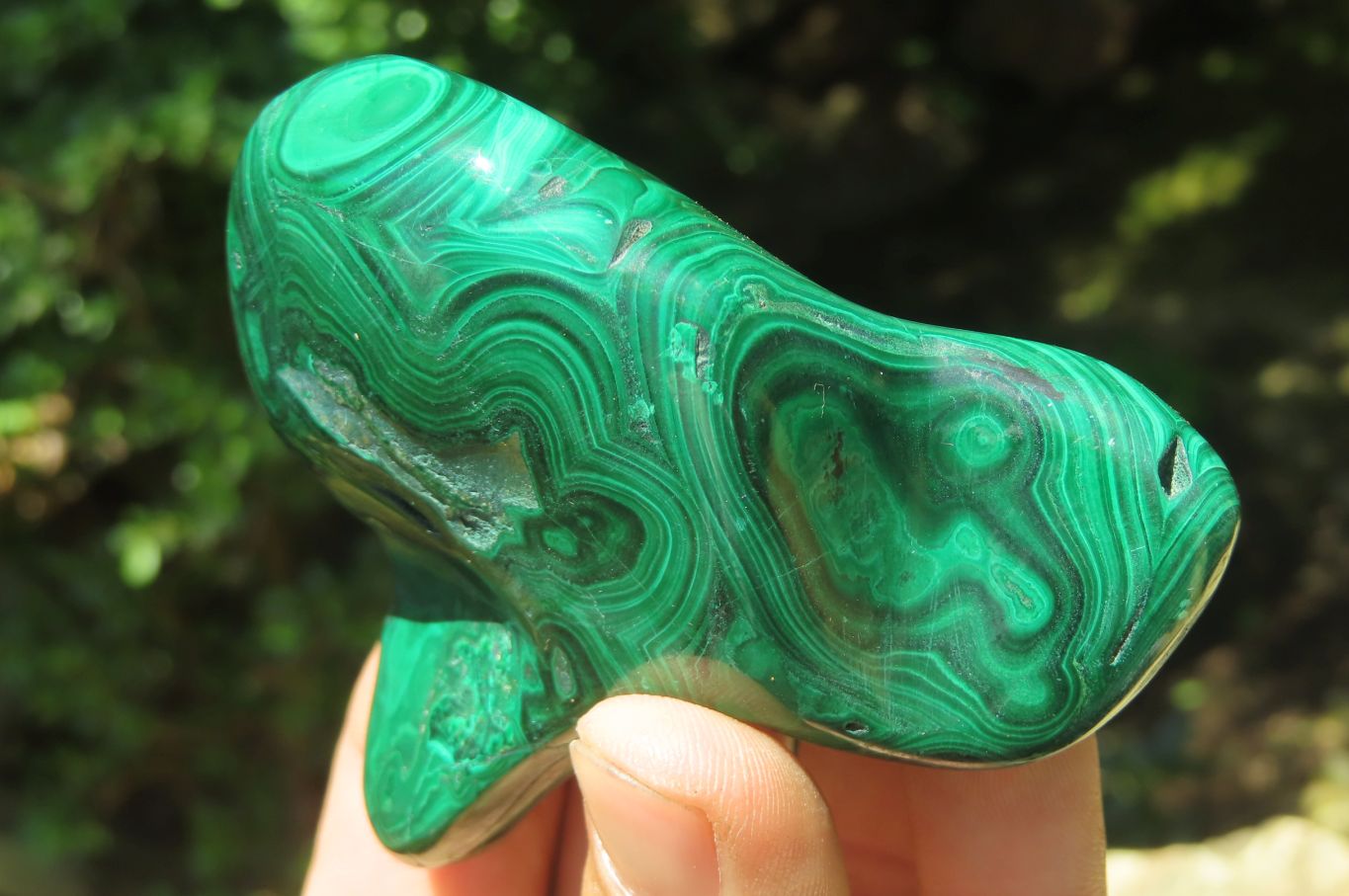 Polished Flower Banded Malachite Free Forms x 6 From Congo - Toprock Gemstones and Minerals 