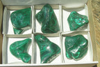 Polished Flower Banded Malachite Free Forms x 6 From Congo - Toprock Gemstones and Minerals 