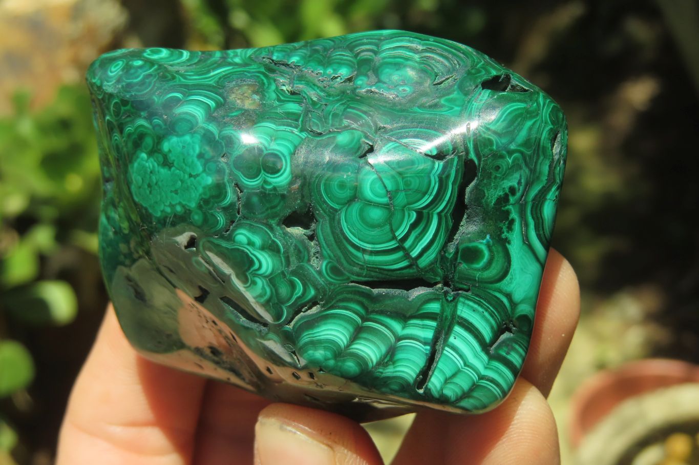 Polished Flower Banded Malachite Free Forms x 6 From Congo - Toprock Gemstones and Minerals 