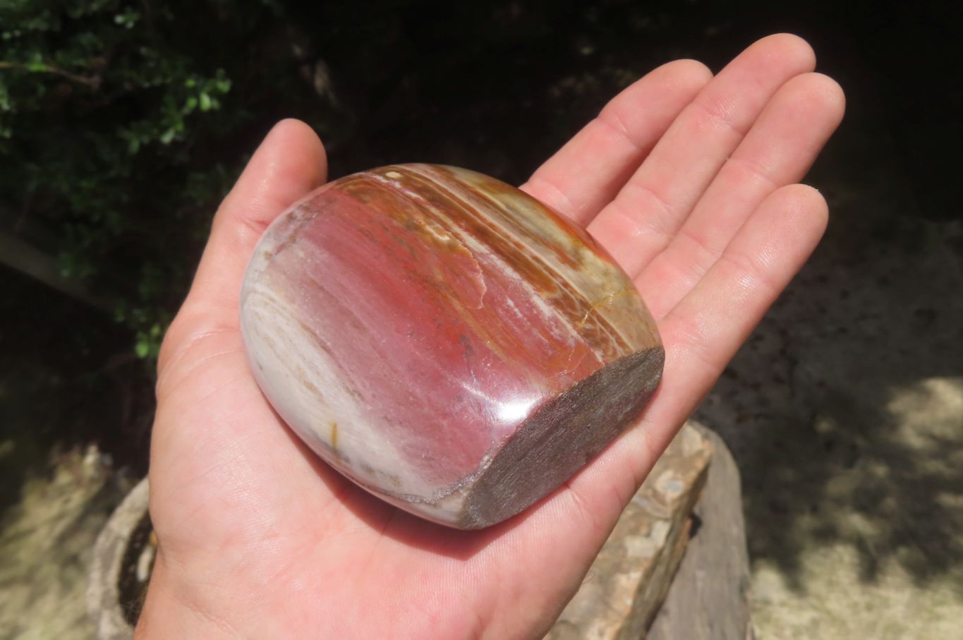 Polished Podocarpus Petrified Wood Standing Free Forms x 4 From Mahajanga, Madagascar - Toprock Gemstones and Minerals 