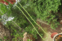 Polished Peridot Beaded Tumble Chip Necklace - Sold Per Item - From Zambia - Toprock Gemstones and Minerals 