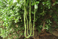 Polished Peridot Beaded Tumble Chip Necklace - Sold Per Item - From Zambia - Toprock Gemstones and Minerals 
