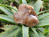 Natural Red Hematoid Quartz Clusters x 12 From Karoi, Zimbabwe