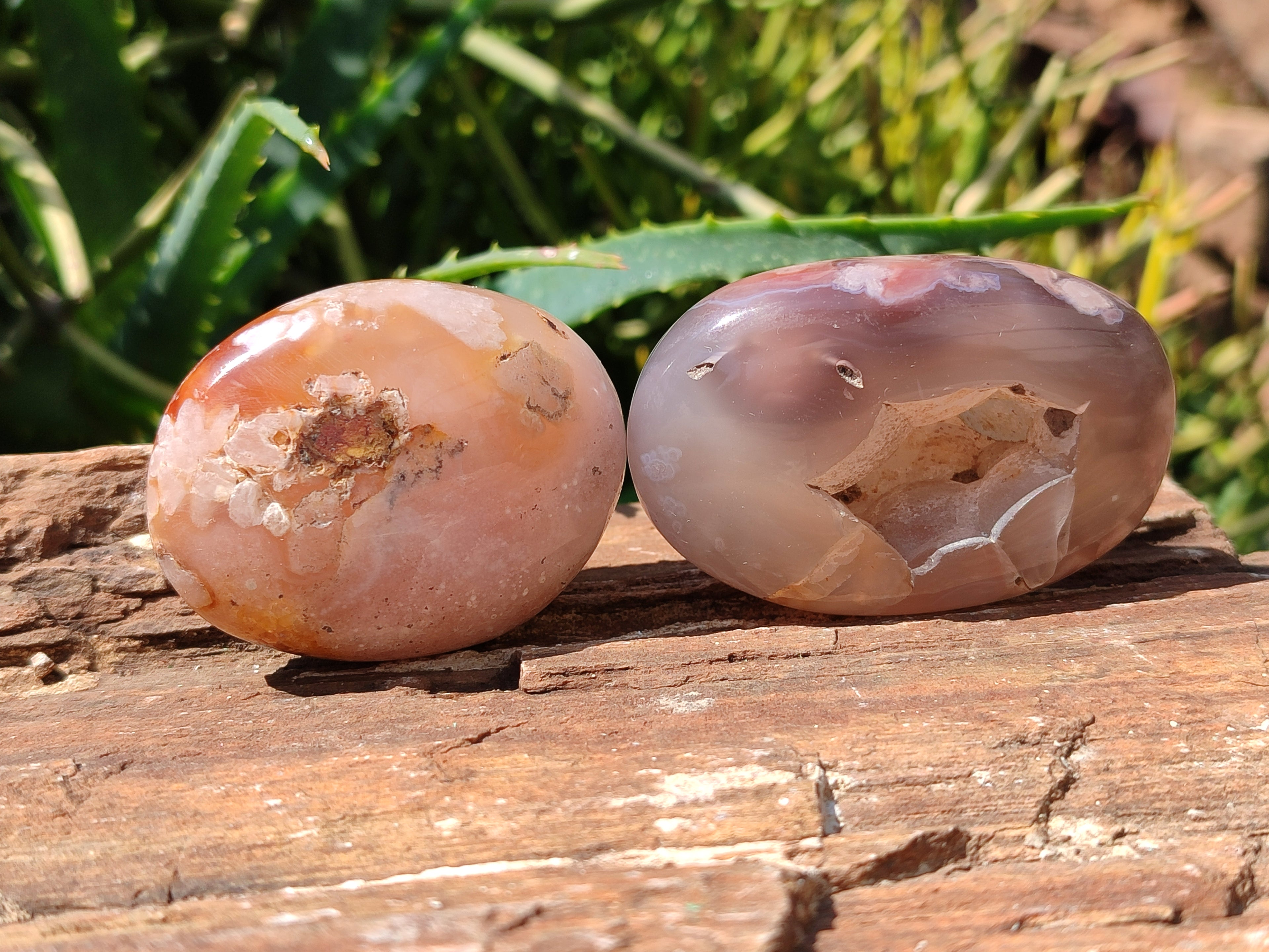 Polished Flower Agate Palm Stones x 24 From Madagascar - Toprock Gemstones and Minerals 