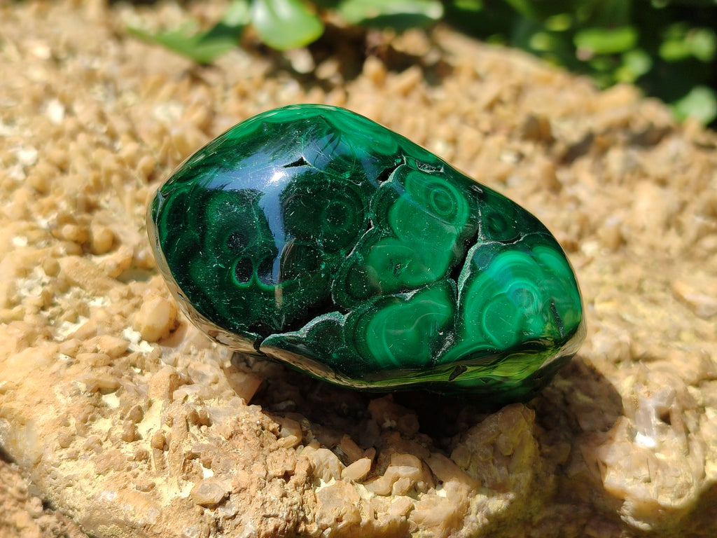 Polished Flower Banded Malachite Free Forms x 6 From Congo - Toprock Gemstones and Minerals 