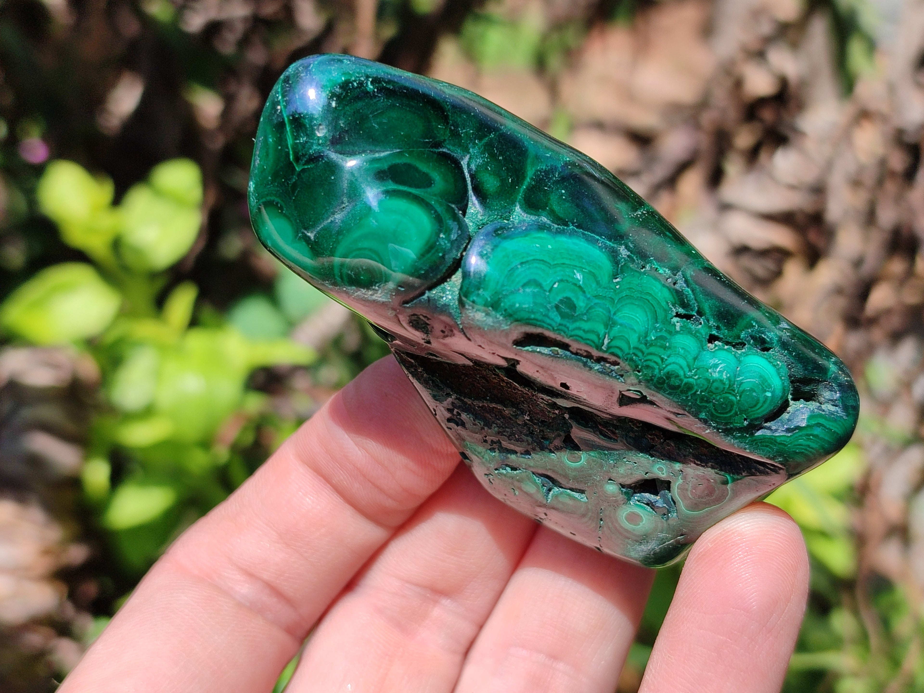 Polished Flower Banded Malachite Free Forms x 6 From Congo - Toprock Gemstones and Minerals 