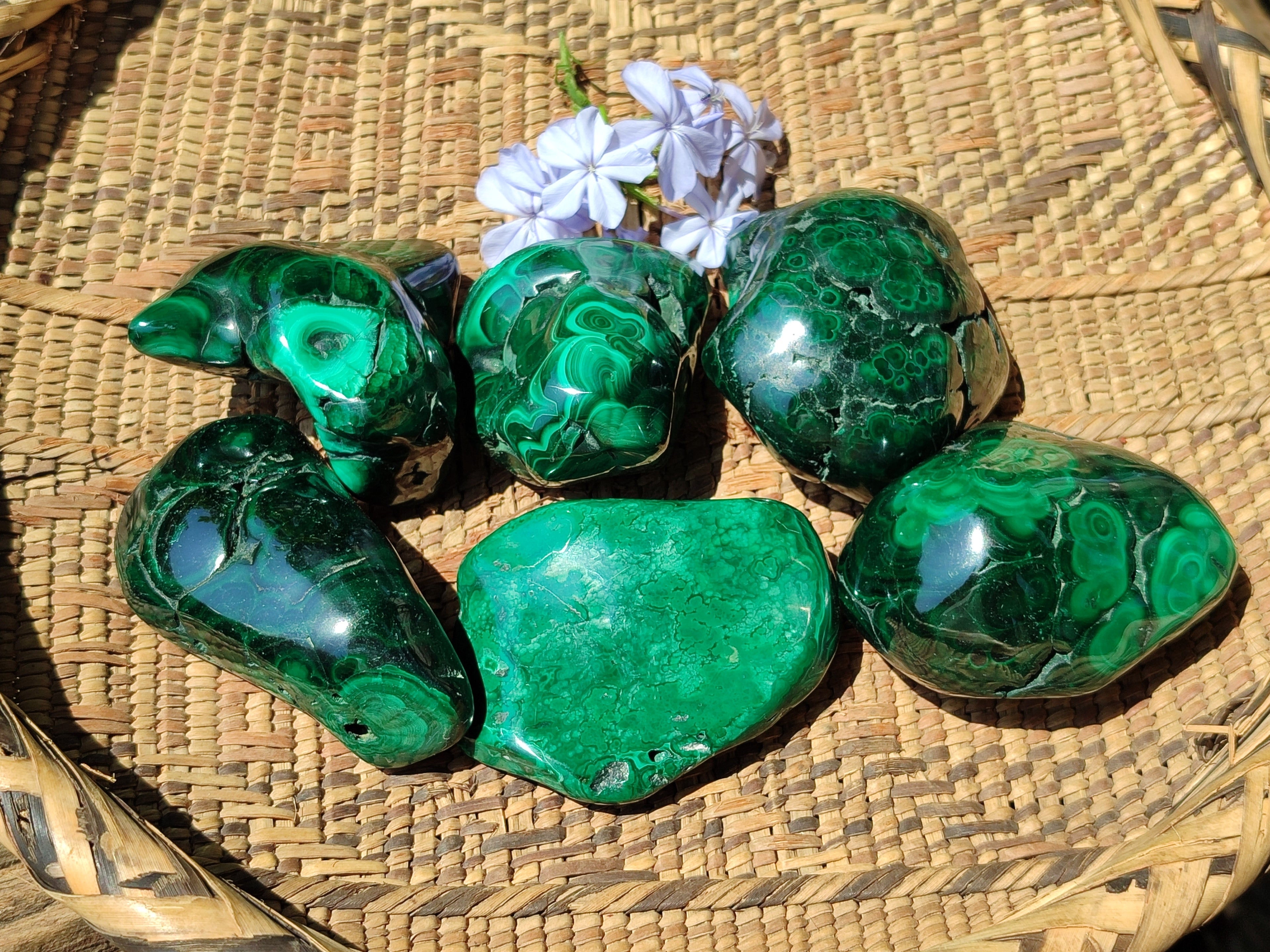 Polished Flower Banded Malachite Free Forms x 6 From Congo - Toprock Gemstones and Minerals 