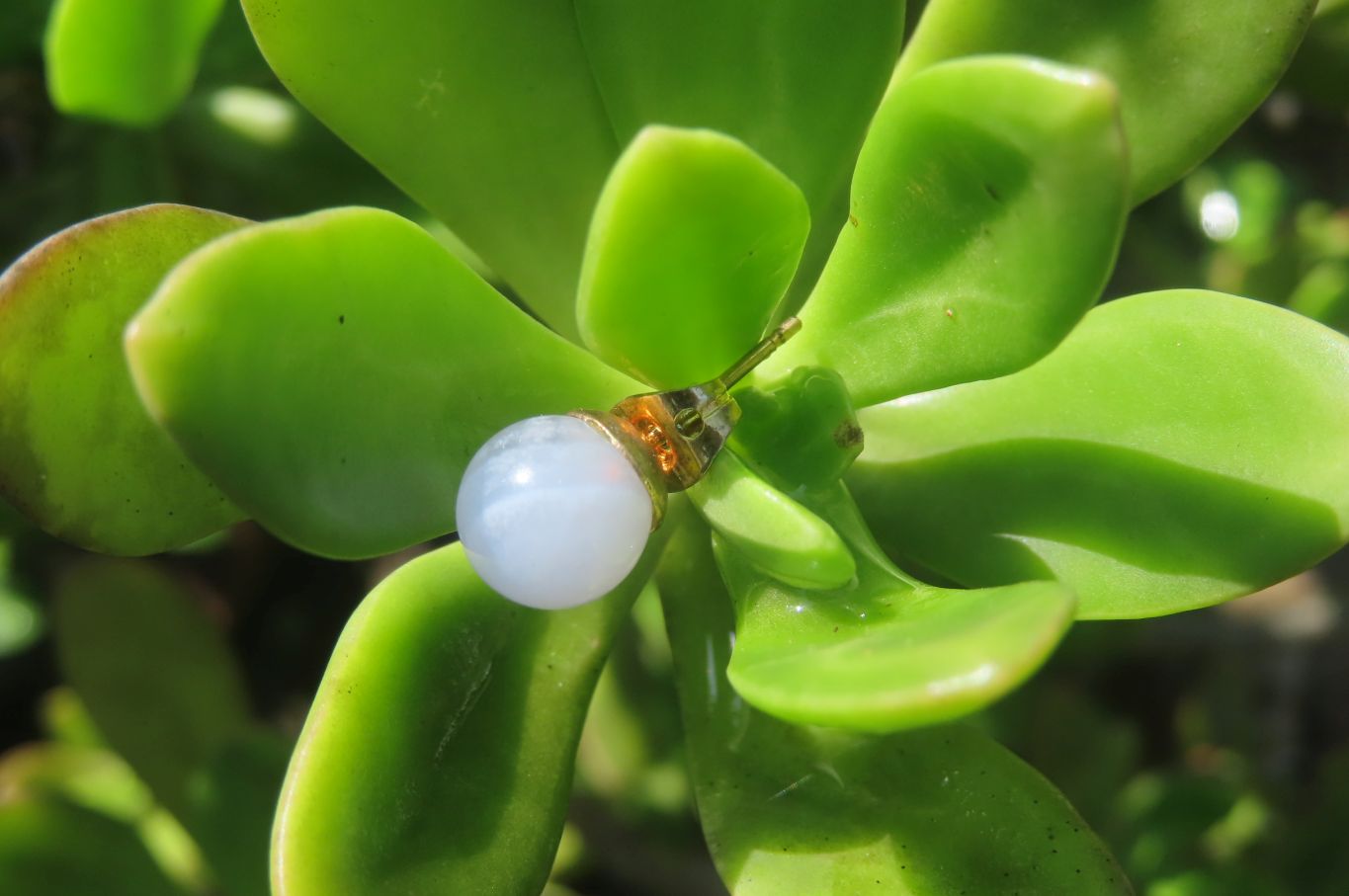 Polished Pair of Blue Lace Agate Stud Earrings - sold per Pair - From Namibia - Toprock Gemstones and Minerals 
