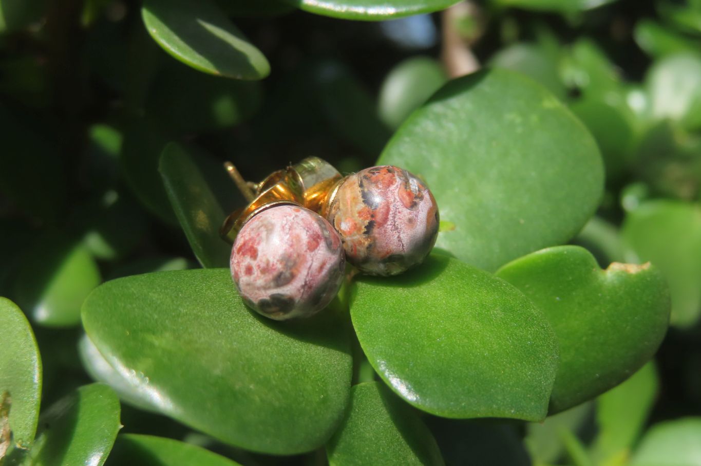 Polished Pair of Snakeskin Rhyolite Jasper Stud Earrings - sold per Pair - From Australia - Toprock Gemstones and Minerals 