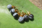 Polished Pair of Snowflake Obsidian Stud Earrings - sold per Pair - From Mexico - Toprock Gemstones and Minerals 