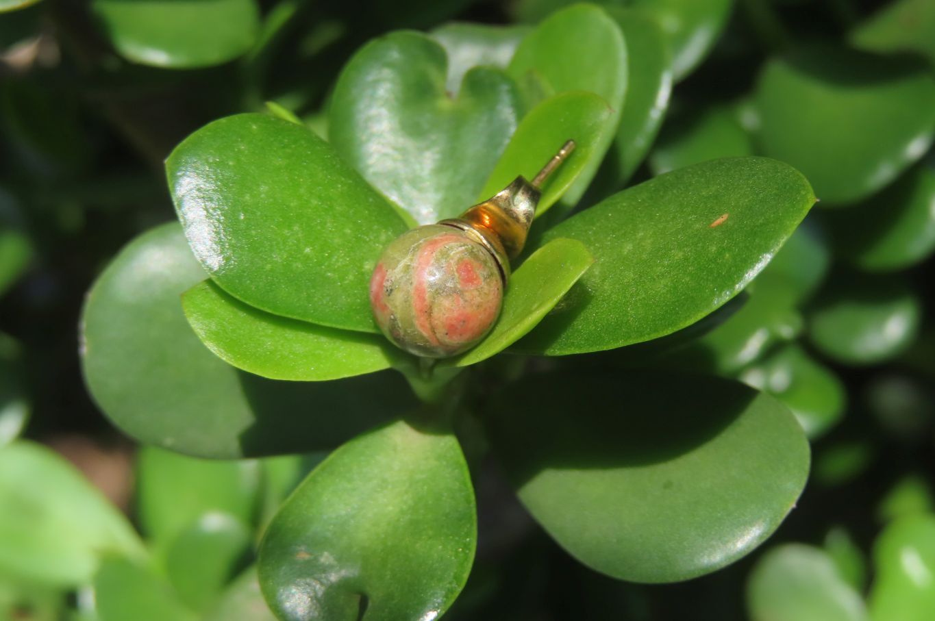 Polished Pair of Unakite Stud Earrings - Sold per Pair - From South Africa - Toprock Gemstones and Minerals 