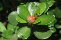 Polished Pair of Unakite Stud Earrings - Sold per Pair - From South Africa - Toprock Gemstones and Minerals 