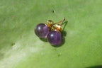 Polished Pair of Gemmy Amethyst Stud Earrings - sold per Pair - From Zambia - Toprock Gemstones and Minerals 