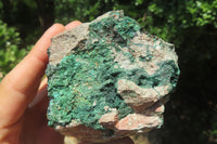 Natural Libethenite Crystals On Dolomite Matrix Specimen x 1 From Shituru, Congo