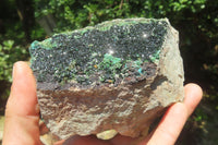 Natural Libethenite Crystals On Dolomite Matrix Specimen x 1 From Shituru, Congo