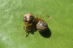 Polished Pair of Larger Snakeskin Rhyolite Jasper Stud Earrings - sold per Pair - From Australia - Toprock Gemstones and Minerals 