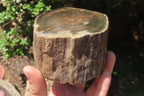 Polished Petrified Wood Branch Pieces x 2 From Gokwe, Zimbabwe - Toprock Gemstones and Minerals 