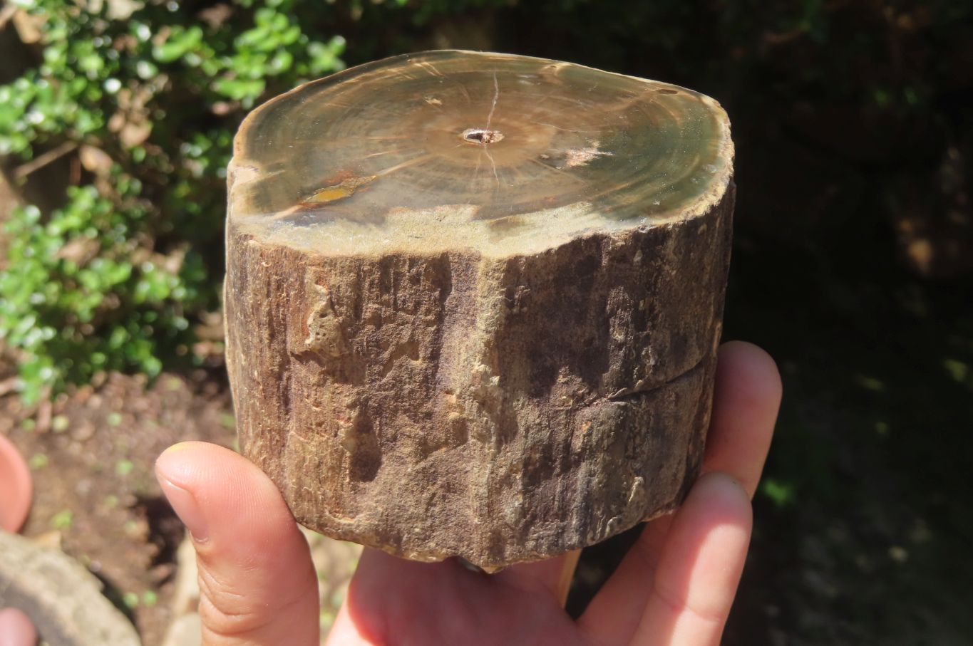Polished Petrified Wood Branch Pieces x 2 From Gokwe, Zimbabwe - Toprock Gemstones and Minerals 