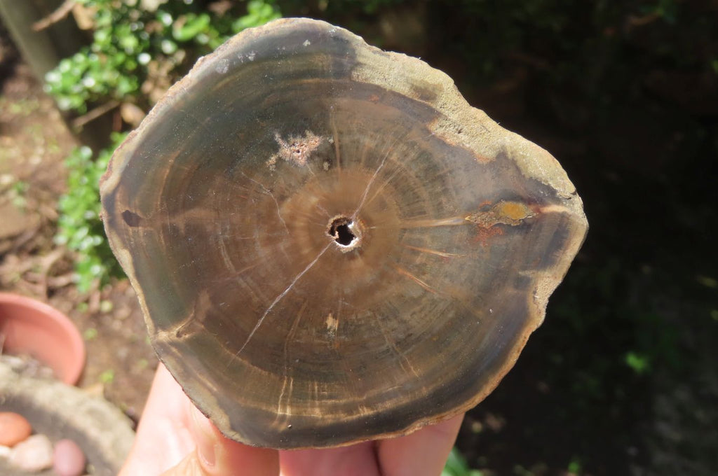 Polished Petrified Wood Branch Pieces x 2 From Gokwe, Zimbabwe - Toprock Gemstones and Minerals 