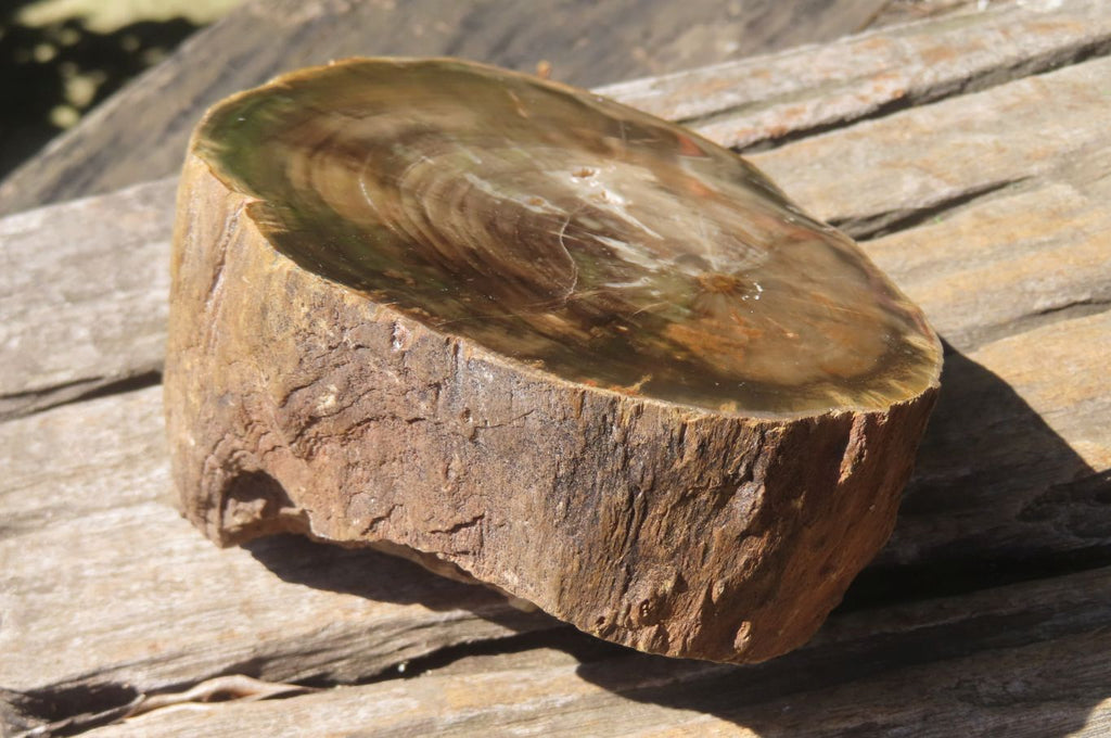 Polished Petrified Wood Branch Pieces x 2 From Gokwe, Zimbabwe - Toprock Gemstones and Minerals 