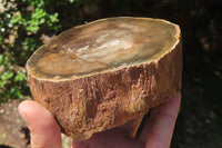 Polished Petrified Wood Branch Pieces x 2 From Gokwe, Zimbabwe - Toprock Gemstones and Minerals 